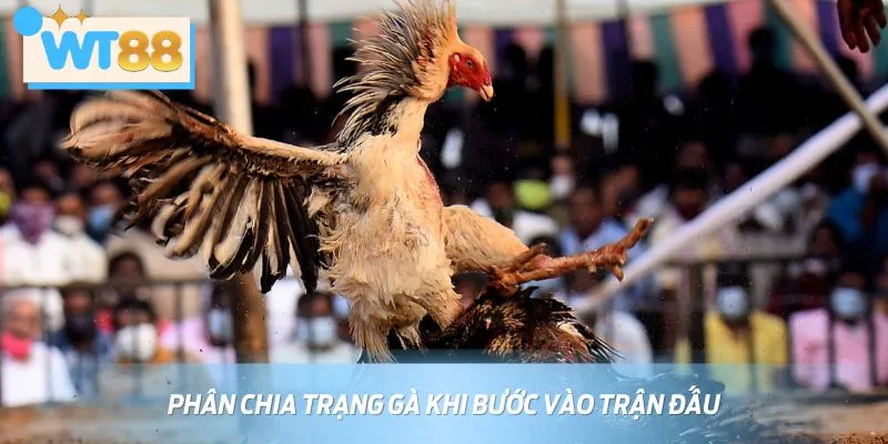 Nắm rõ luật chơi đá gà cựa sắt trước khi quyết định chọn chiến kê