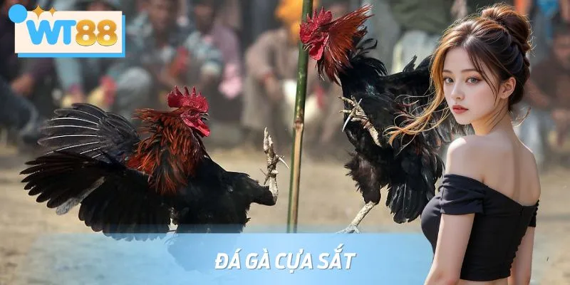 Đá Gà Cựa Sắt WT88 - Cá Cược Đỉnh Cao, Thưởng Không Giới Hạn