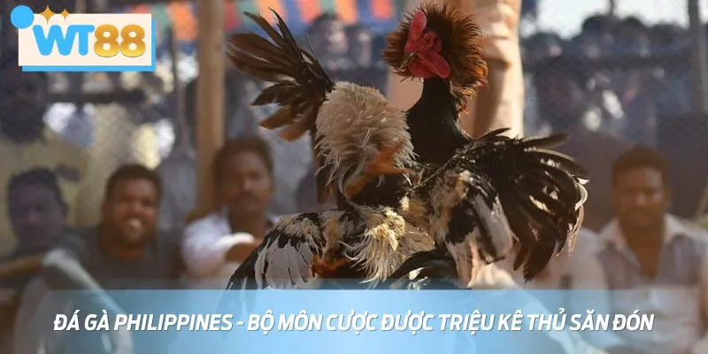 Đá gà Philippines là hình thức cá cược ghi nhận số lượt chơi khủng mỗi ngày