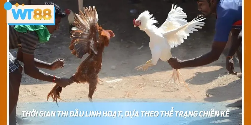 Thời gian trận đá gà Philippines rơi vào khoảng 10 - 15 phút