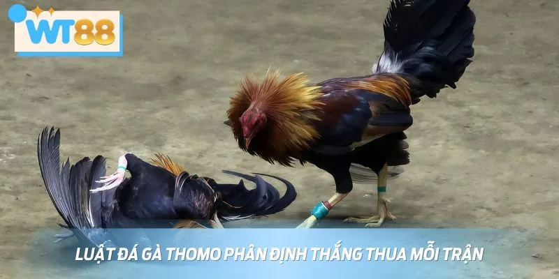 Việc xử chiến kê thắng thua phải tuân thủ đúng luật đá gà Thomo
