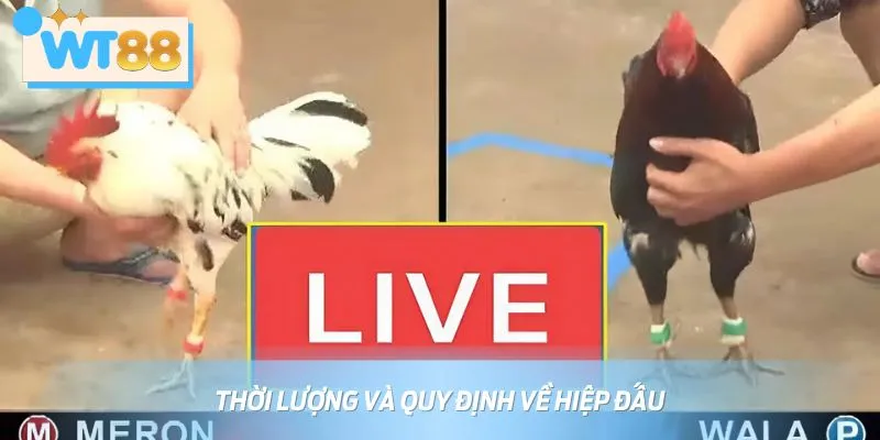Luật đá gà Thomo quy định thời gian thi đấu từ 5-7 phút mỗi hiệp