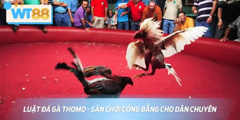 Luật đá gà Thomo được điều chỉnh phù hợp với xu hướng cá cược hiện nay